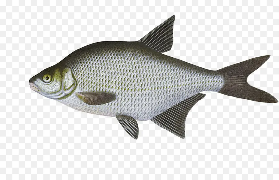 Ikan，Akuatik PNG