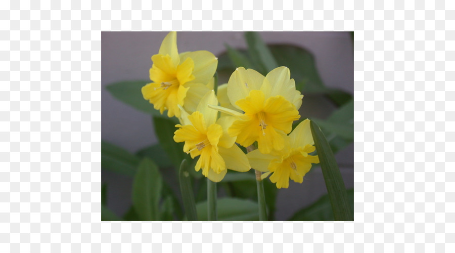 Narcissus，Ungu PNG