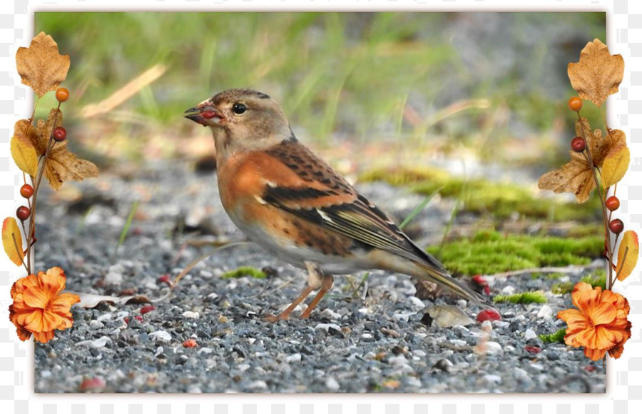 House Sparrow，Ortolan Bunting PNG