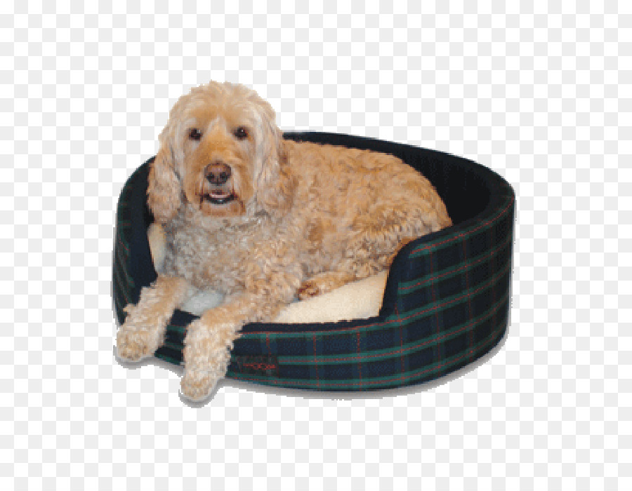 Goldendoodle，Cockapoo PNG