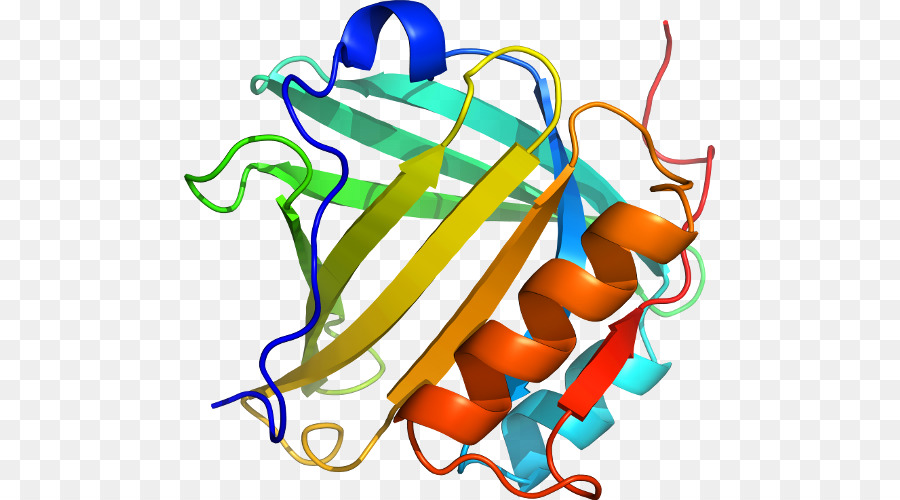 Struktur Protein，Biologi PNG