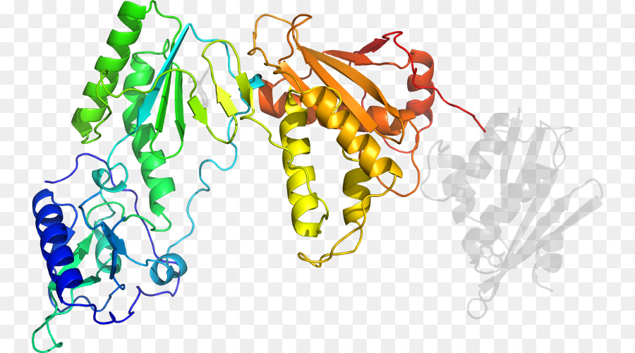 Struktur Protein，Molekul PNG