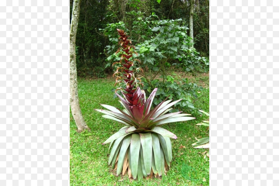 Vriesea，Alcantarea Imperialis PNG