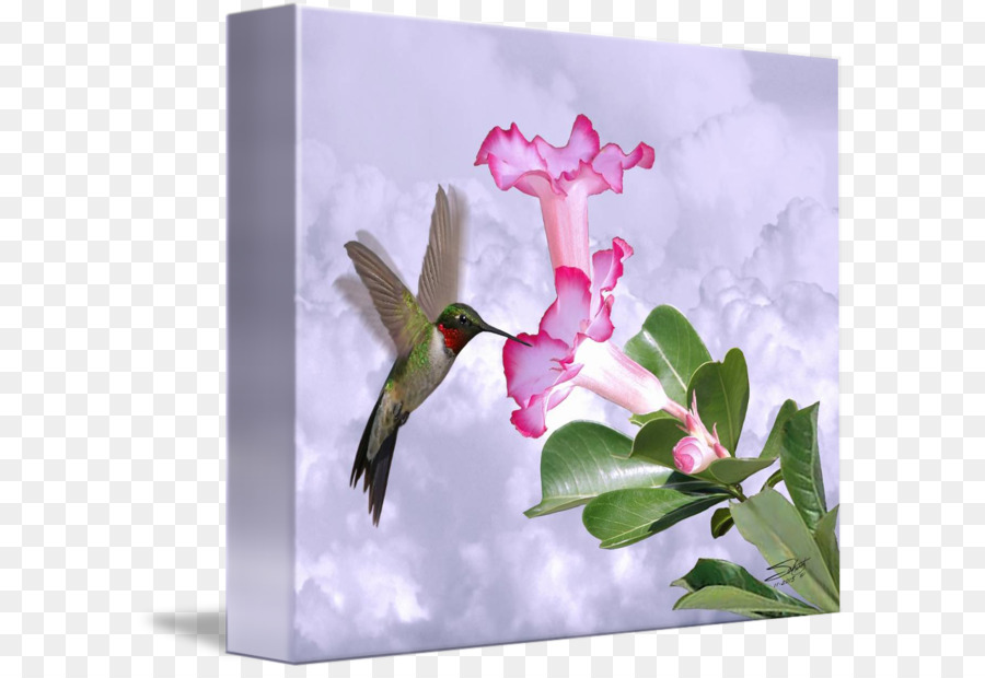 Fauna，Hummingbird M PNG