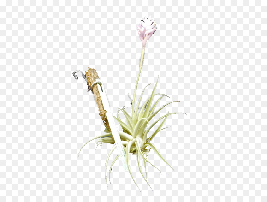 Bromelia，Tillandsia Cacticola PNG