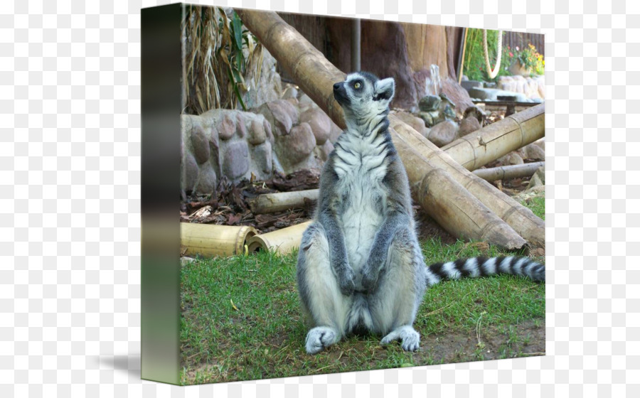 Lemur，Imagekind PNG