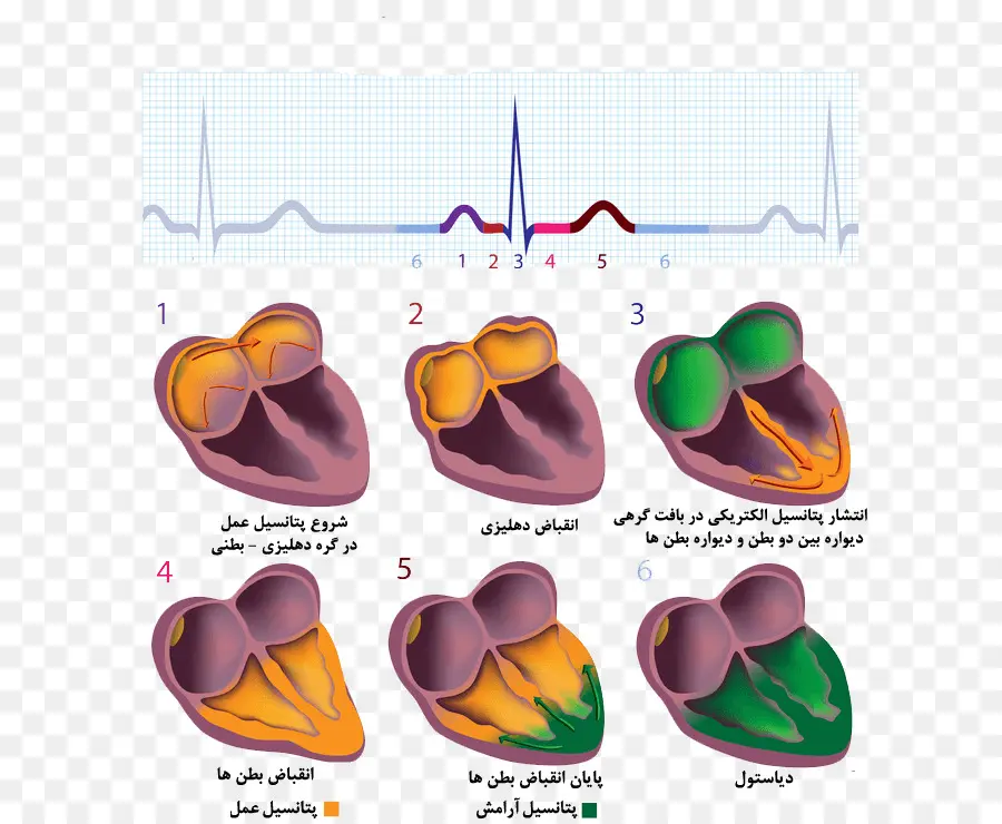 Diagram Jantung，Medis PNG