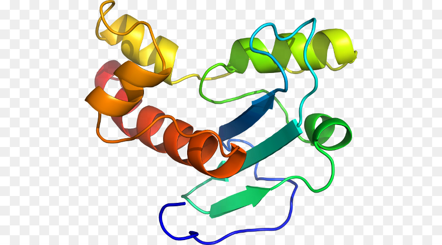 Struktur Protein，Molekul PNG