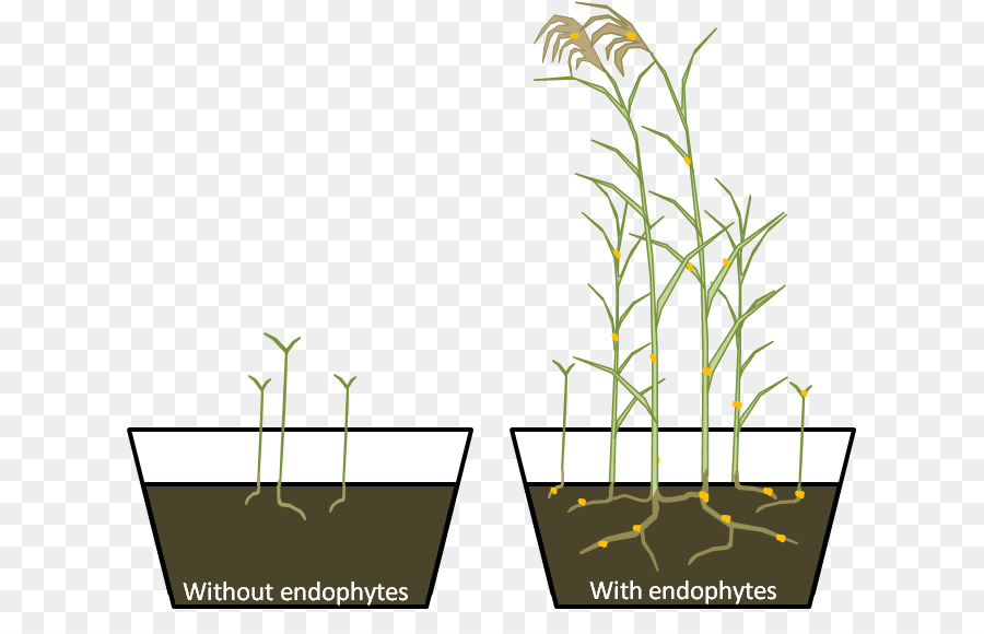 Rumput，Phragmites PNG