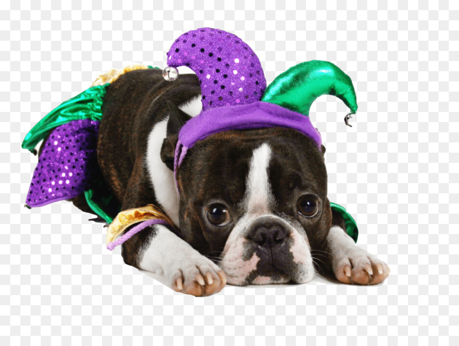 Anjing，Boston Terrier PNG