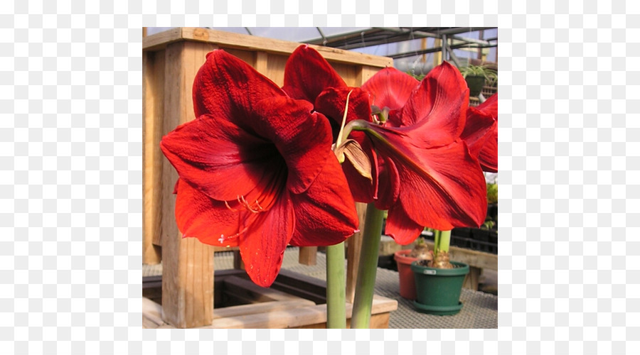 Amaryllis，Jersey Lily PNG