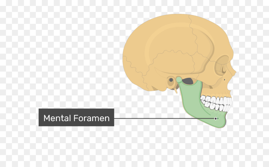 Tengkorak，Foramen Mental PNG