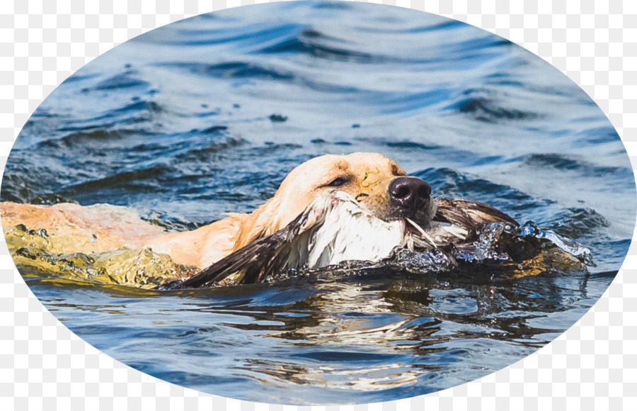 Labrador Retriever，Berang Berang Laut PNG