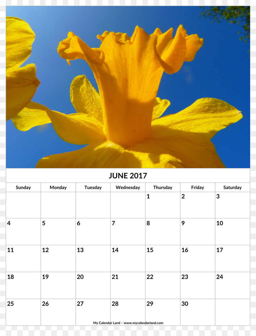 Kalender，Sekelompok Daffodil Berbunga PNG