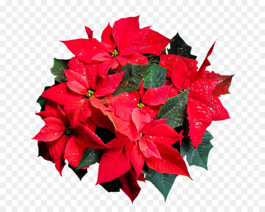 Poinsettia Merah，Natal PNG