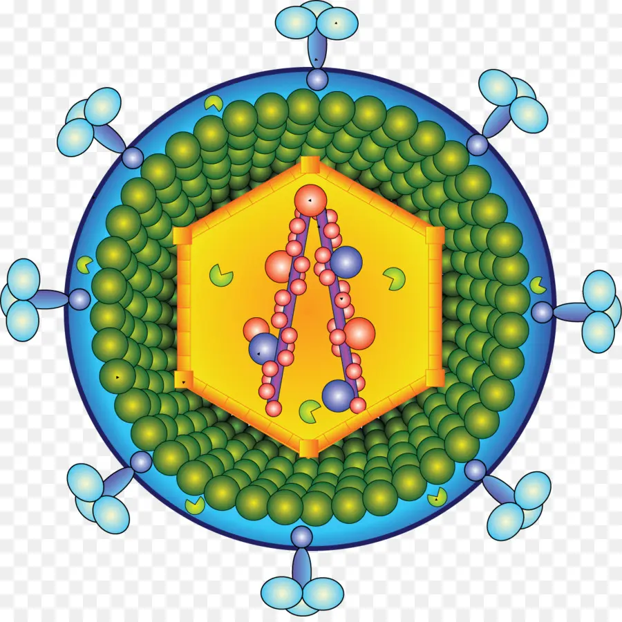 Struktur Virus，Virus PNG