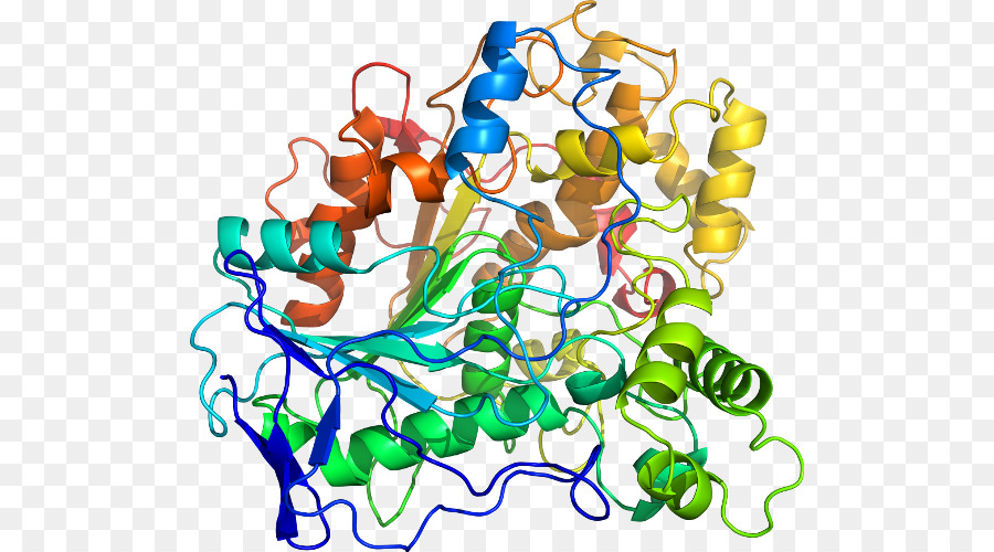 Struktur Protein，Biologi PNG