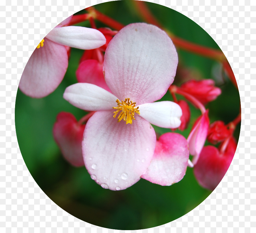 Lilin Begonia，Begonia Saputangan PNG