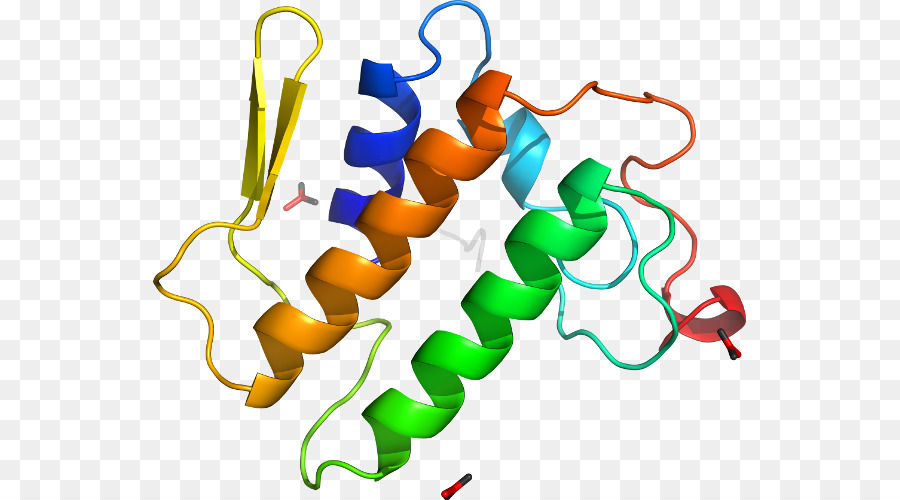 Struktur Protein，Molekul PNG