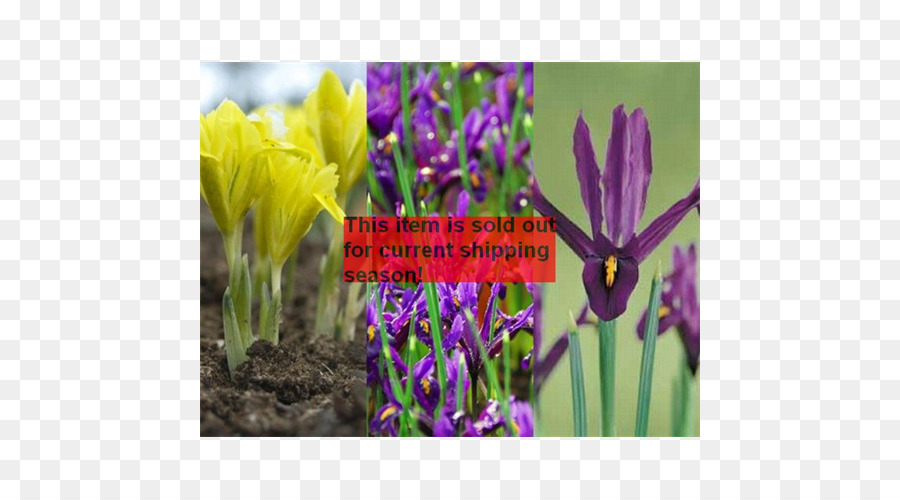 Iris，Crocus PNG