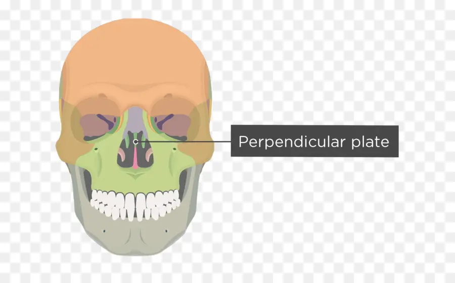 Pelat Tegak Lurus，Tengkorak PNG