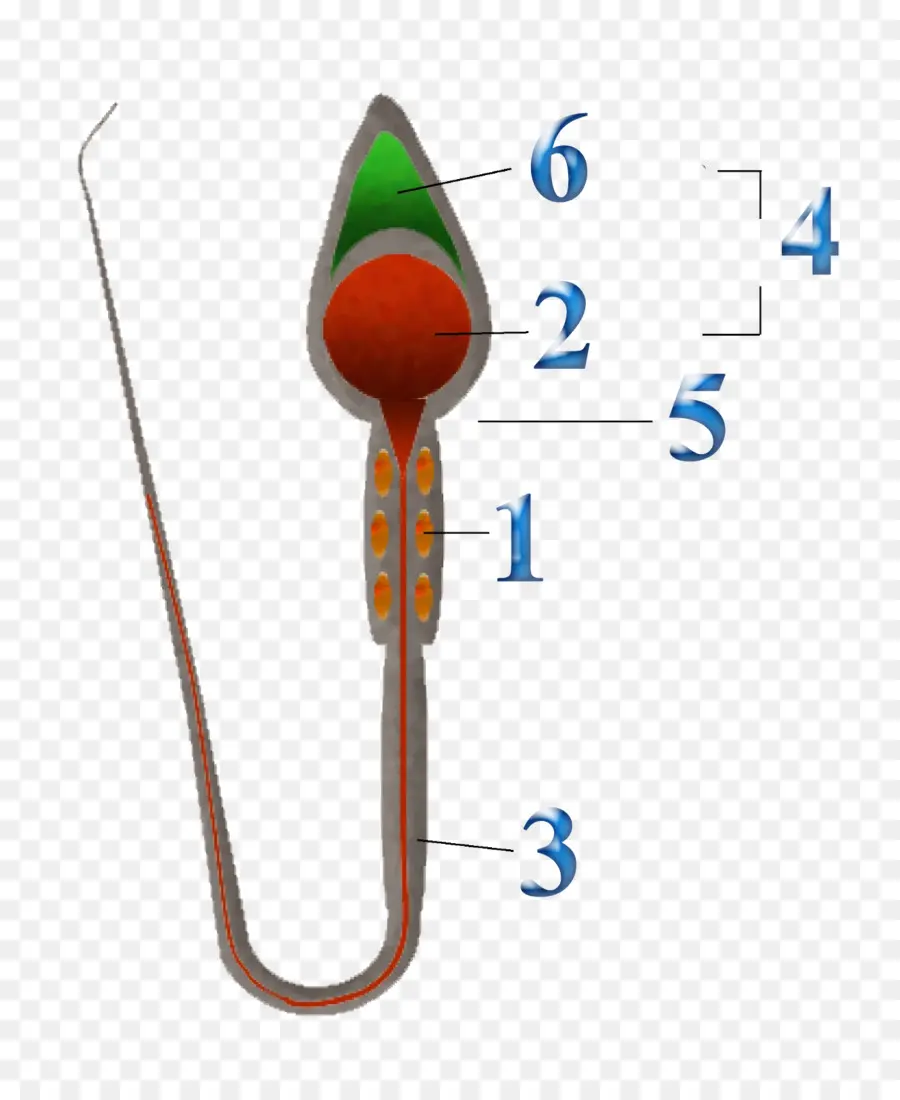 Spermatozoa，Reproduksi PNG