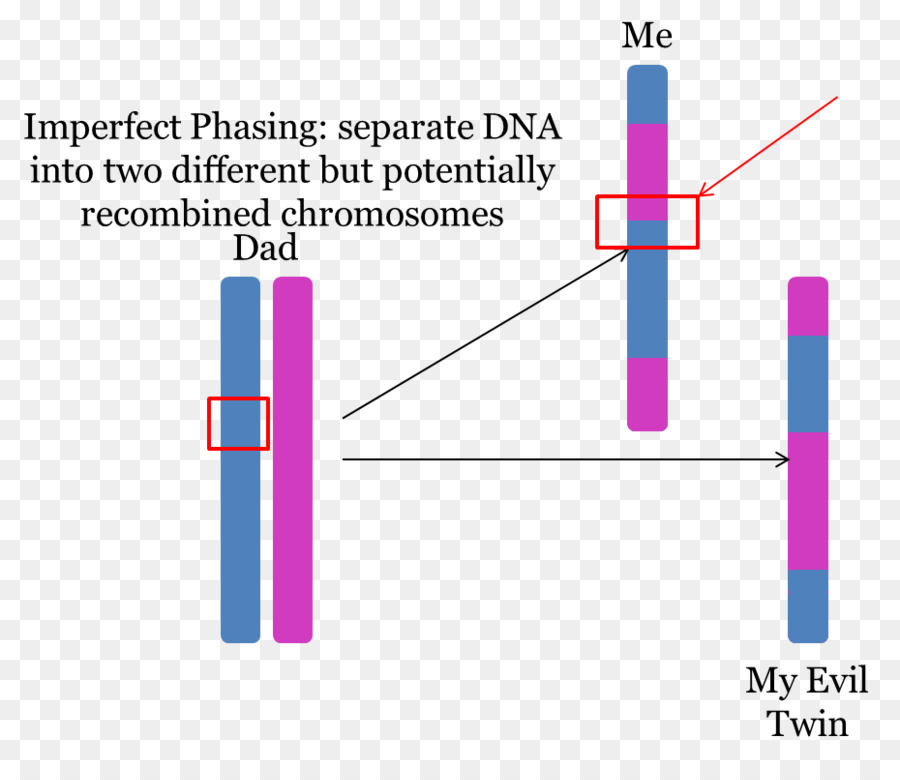 Dna，Gedmatch PNG