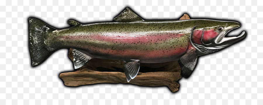 Coho Salmon，Ikan PNG