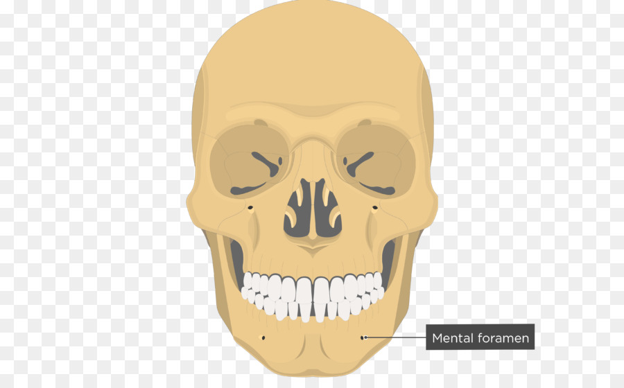 Vomer，Tulang Hidung PNG