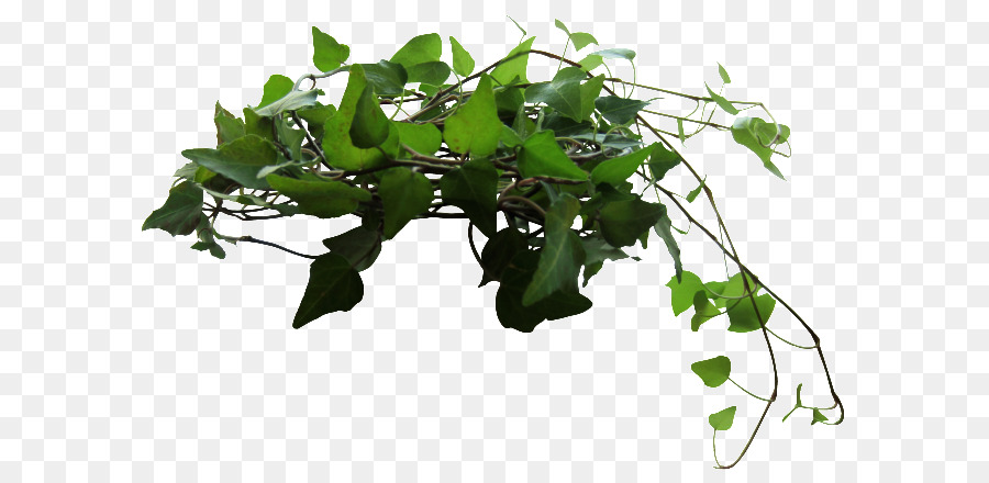 Ivy，Daun Daun PNG