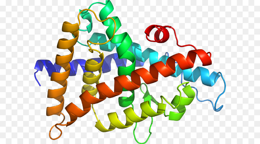 Struktur Protein，Molekul PNG