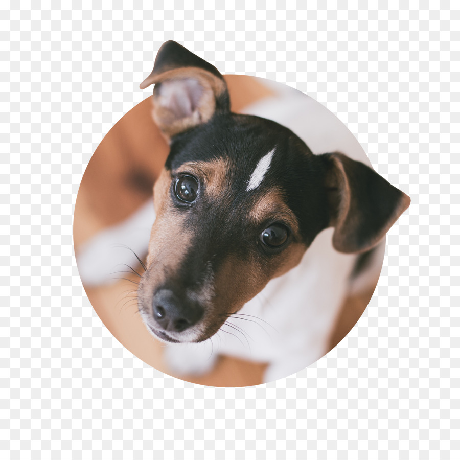 Anjing Berkembang Biak，Mainan Fox Terrier PNG