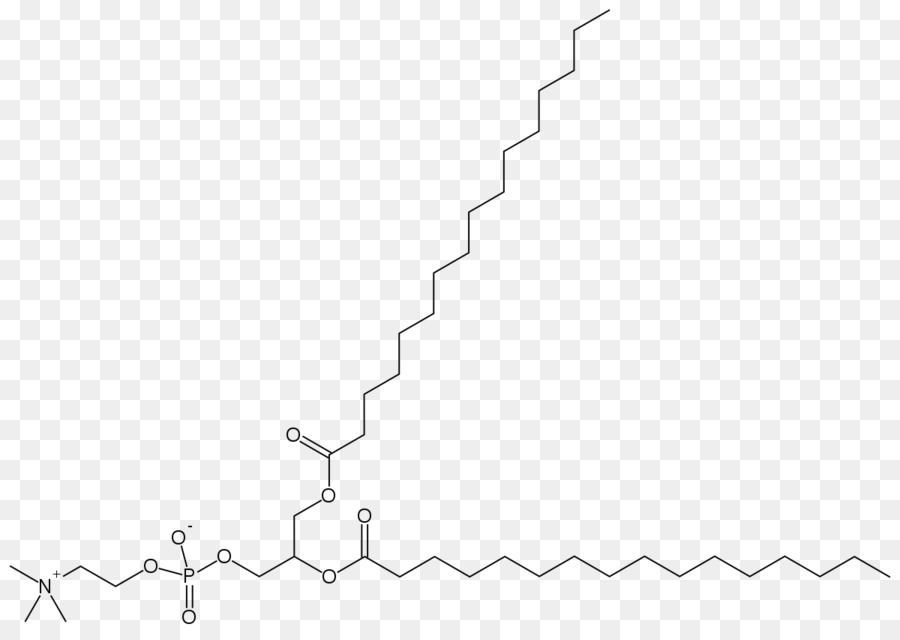 Dipalmitoylphosphatidylcholine，Paru Surfaktan PNG