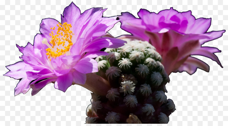 Cactaceae，Festa Del Kaktus PNG