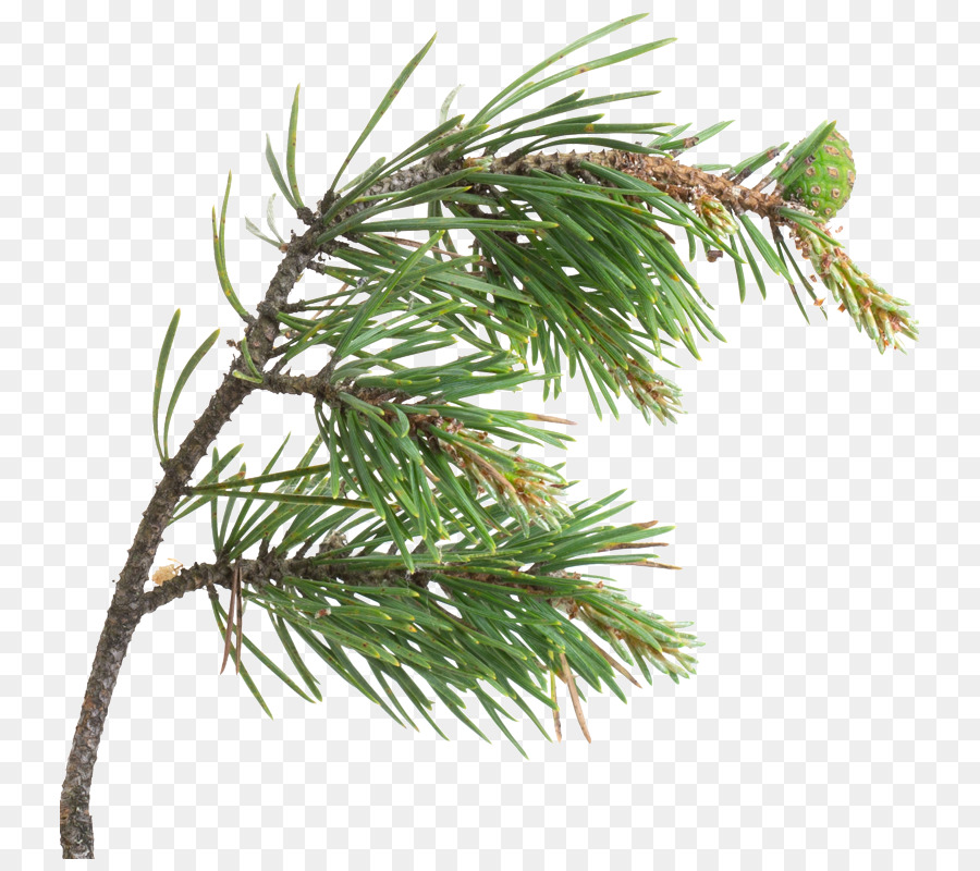 Cabang Pinus，Jarum PNG