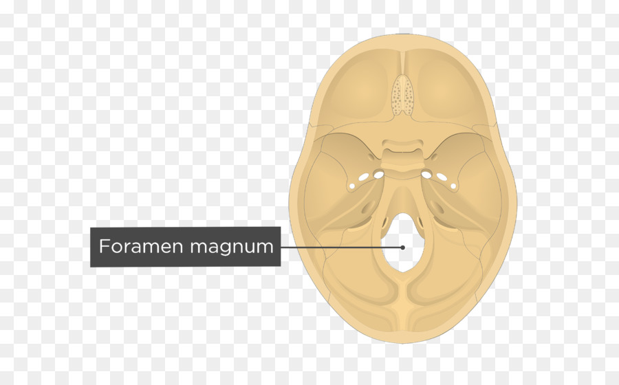 Foramen Magnum，Tengkorak PNG