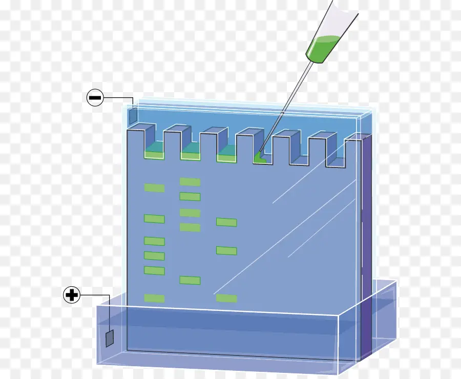 Elektroforesis Gel，Dna PNG