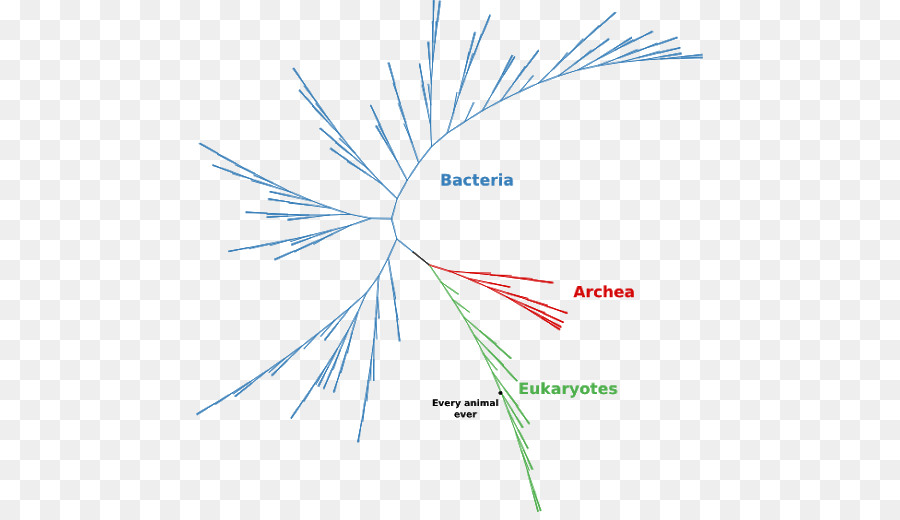 Diagram，Daun PNG