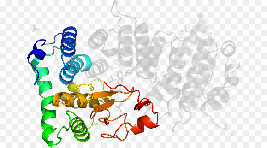 Struktur Protein，Molekul PNG