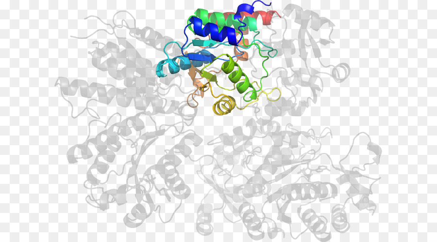 Struktur Protein，Molekul PNG