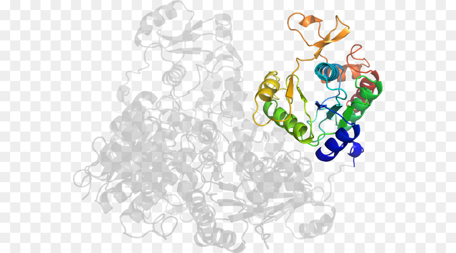 Struktur Protein，Molekul PNG