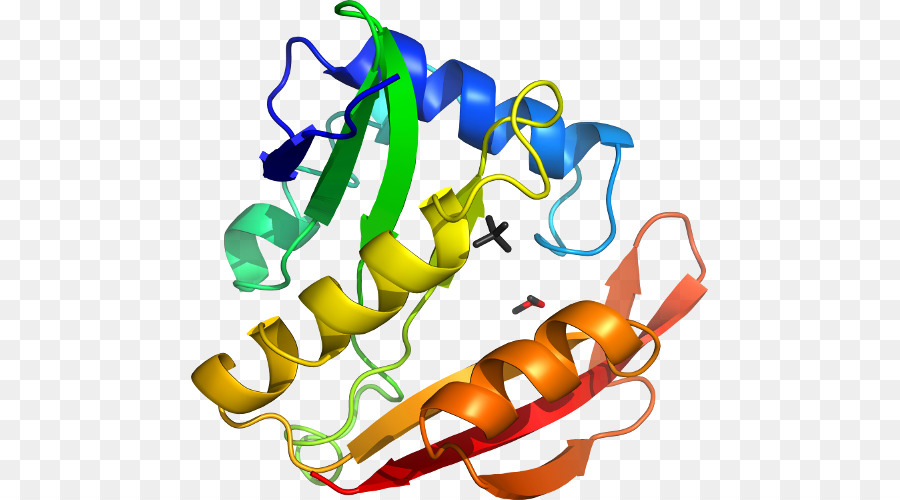 Struktur Protein，Molekul PNG