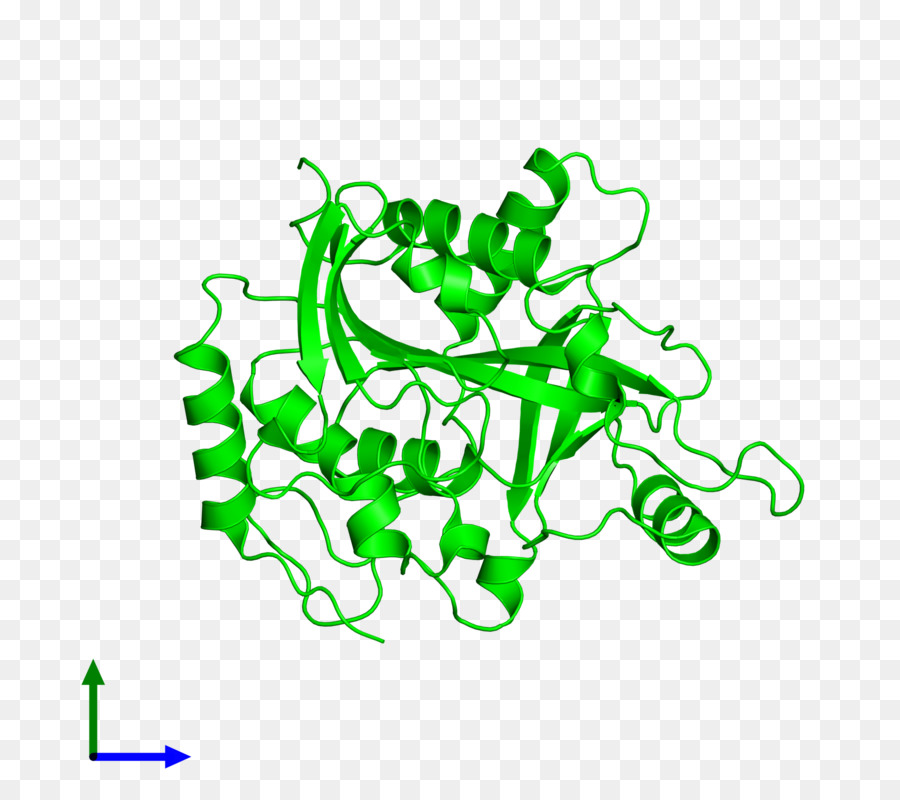 Struktur Protein Hijau，Biologi PNG