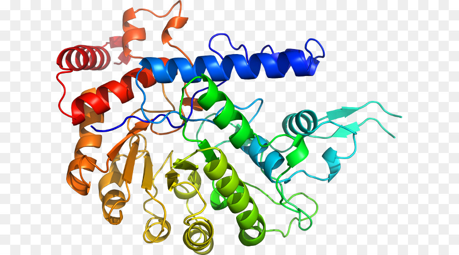 Struktur Protein，Molekul PNG