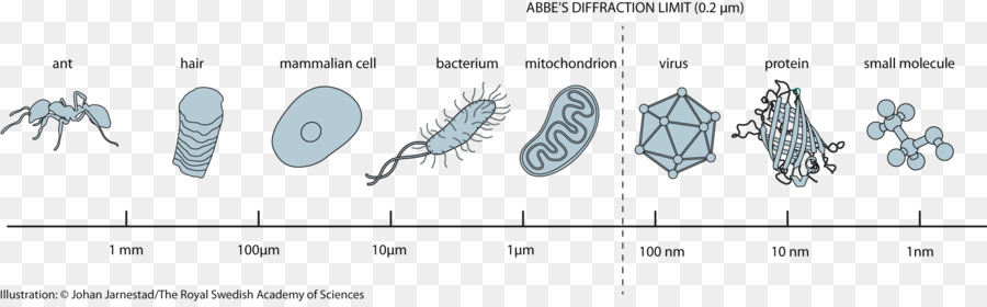 Mikroorganisme，Sel PNG