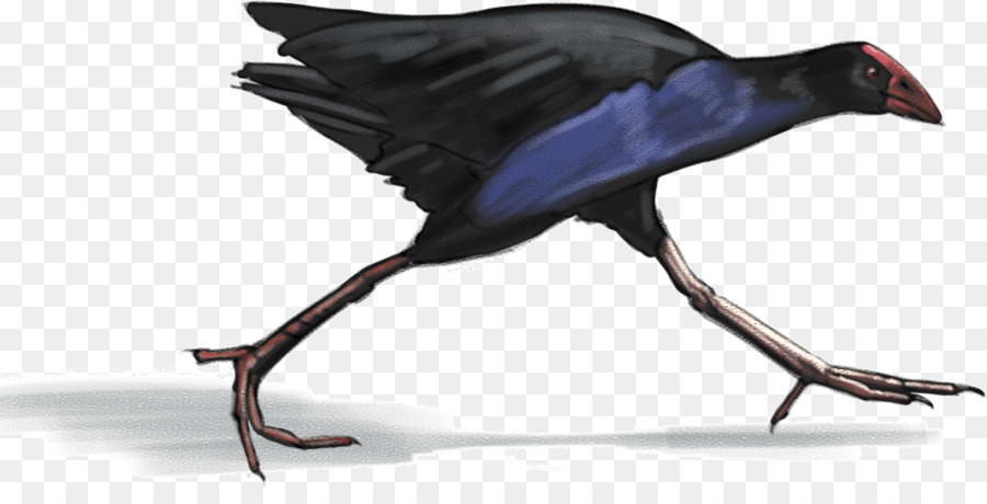 Burung，Hitam PNG