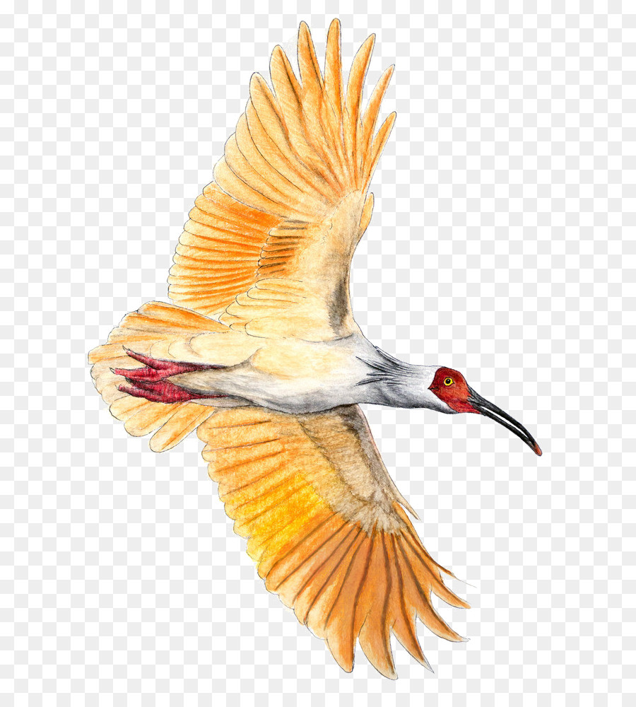 Camar，Burung PNG