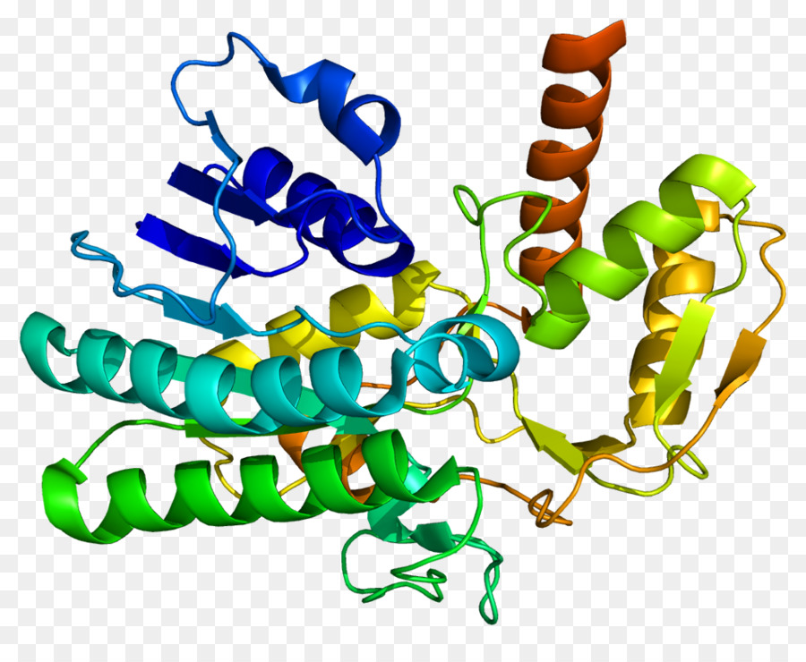 Struktur Protein，Molekul PNG