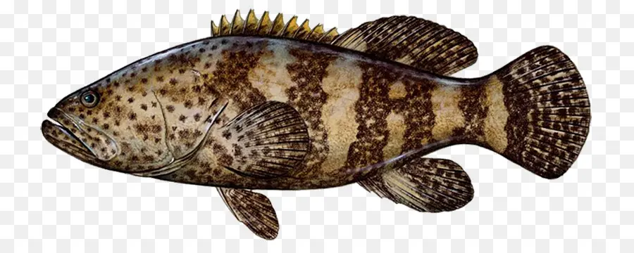 Ikan，Akuatik PNG