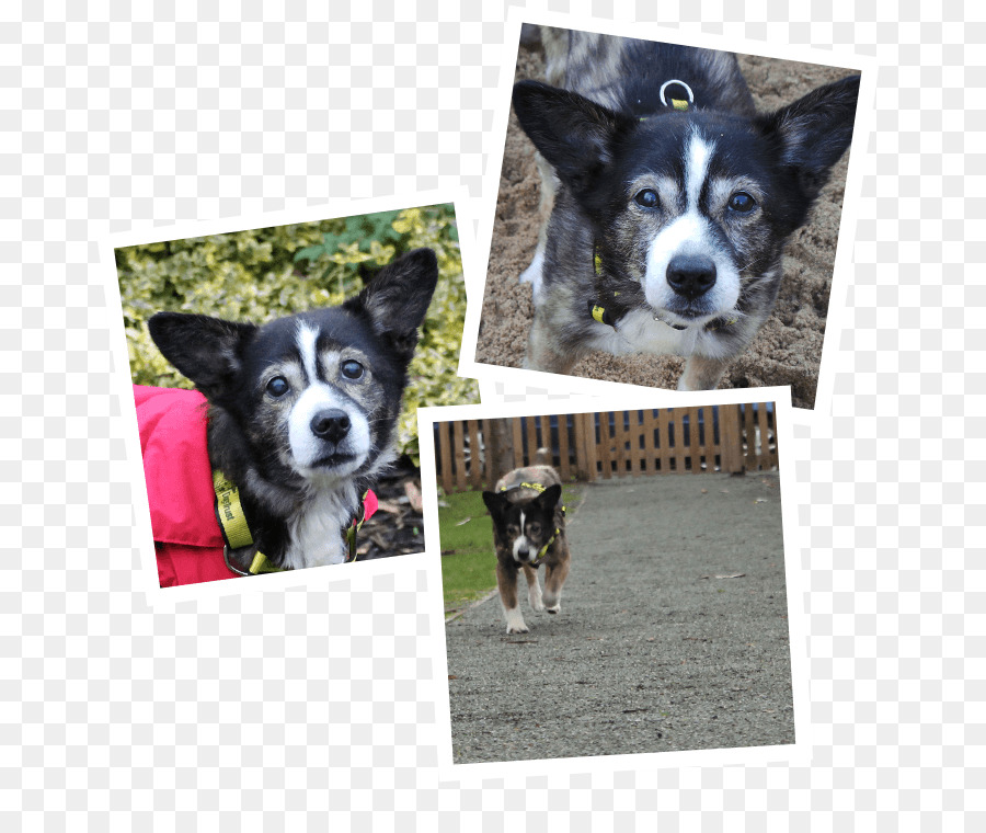 Border Collie，Collie Kasar PNG